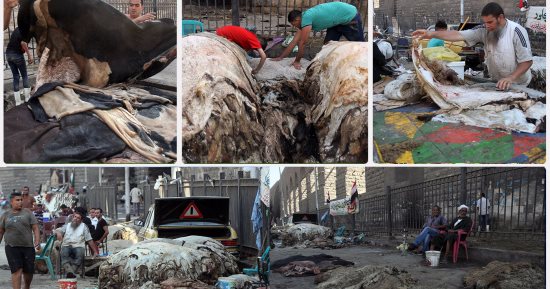 محافظ الجيزة: حظر نقل وحفظ جلود الأضاحى دون تصريح.. و5000 جنيه غرامة للمخالف