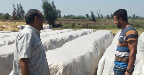 شئون البيئة بوسط الدلتا: تجميع 150 طن سماد وأعلاف غير تقليدية بكفر الشيخ