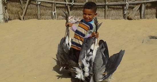 بالصور .. انطلاق موسم صيد السمان والعصافير على سواحل شمالى سيناء