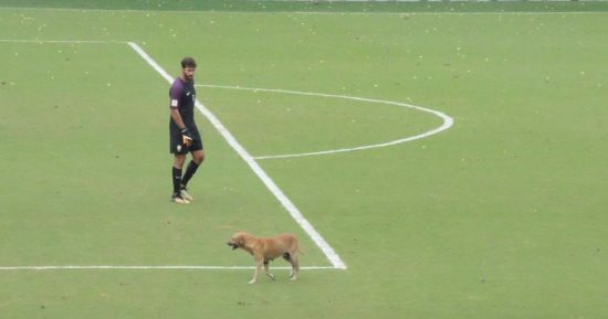 بالفيديو.. كلب يقتحم ملعب كولومبيا أثناء مواجهة البرازيل بتصفيات المونديال
