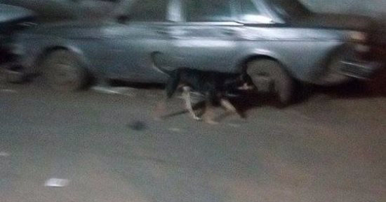 انتشار الكلاب الضالة فى شارع الأصبغ بالزيتون.. والأهالى يطالبون بحلول
