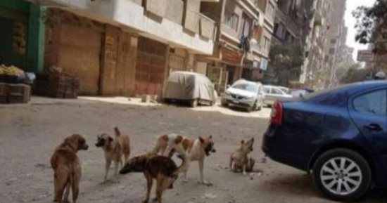 قارئ يشكو من انتشار الكلاب الضالة بعزبة النخل