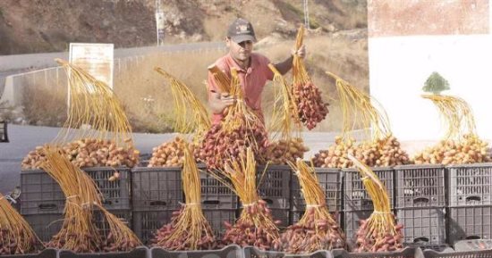 الوادى الجديد تستضيف أطول سلسلة بلح على مستوى العالم 