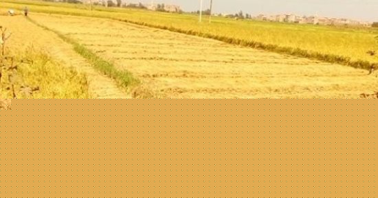 بالصور.. الشرقية تبدأ موسم حصاد الأرز وتحرير 63 محضر حريق قش