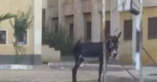 بالفيديو.. مدرسة "الشهيد أحمد هلال" تستعد للعام الجديد بـ"حمار" فى فنائها