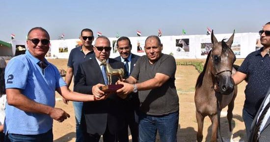 بالصور .. بدء فعاليات اليوم الثانى والأخير لمهرجان الخيول العربية بالشرقية 