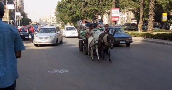 "عربة كارو" تتحدى القوانين وتسير فى شارع جسر السويس وسط غياب "المرور