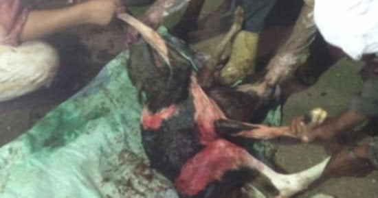 بالصور.. بقرة تلد عجل برأسين و6 أرجل فى ولادة قيصرية نادرة بأسيوط