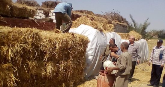 بالصور .. زراعة الشرقية تواصل عمليات جمع قش الأرز