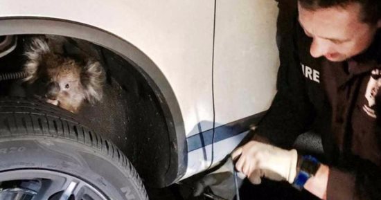 عمر الشقى بقى.. كوالا تعلق بين إطار سيارة مسافة 16 كيلو مترا وكتبت لها النجاة