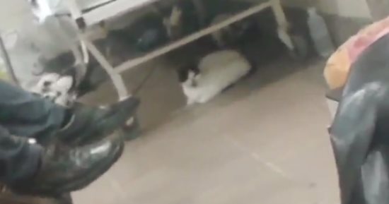 بالفيديو.. القطط أسفل أسرة المرضى بالمستشفى الميرى فى الإسكندرية