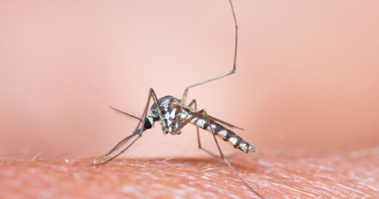 تعرف على طرق انتقال الملاريا وأعراضها بعد إصابة 4 أشخاص فى الفيوم اليوم السابع