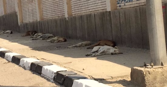 إعدام 156 كلبا ضالا بمحيط جامعة الفيوم ومنطقة الكيمان