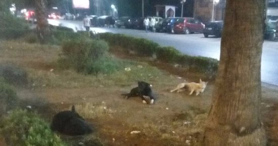 الكلاب الضالة تسبب الرعب والفزع للمواطنين فى جسر السويس بمصر الجديدة