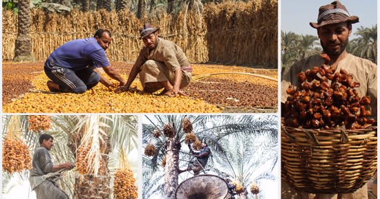 مرازيق الجيزة.. بلد الـ2 مليون نخلة وبلحها الدوا