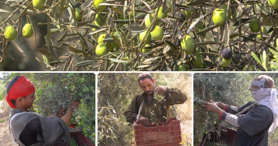 للفلاحين كيف ترفع من إنتاجية أشجار الزيتون 10 خطوات اليوم
