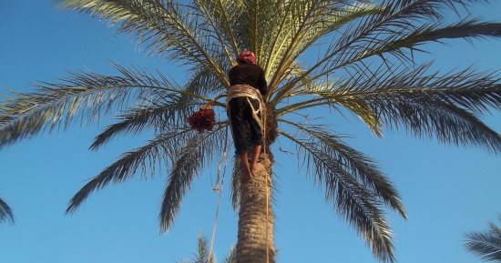 بالصور.. "البلح السيناوى" ثروة موسمية مهدرة بشمال سيناء