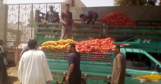 بالصور.. قرية البرجاية بالمنيا بلا بطالة.. الكل يشارك فى الزراعة