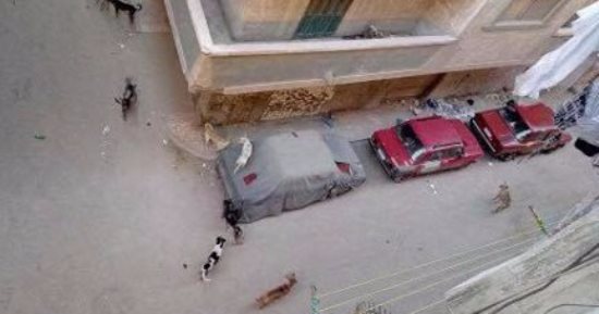 شكوى من انتشار الكلاب الضالة بشارع مسجد الهدى فى البيطاش بالإسكندرية