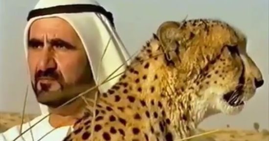 بالفيديو.. محمد بن راشد آل مكتوم يروض فهدًا ويصطحبه فى صحراء الإمارات