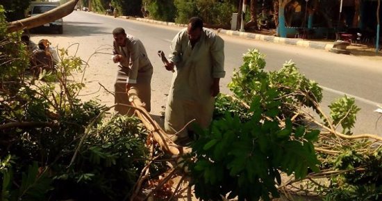 مدينة إسنا تبدء فى تقليم وقص الأشجار بالشوارع العامة لحماية أسلاك الكهرباء