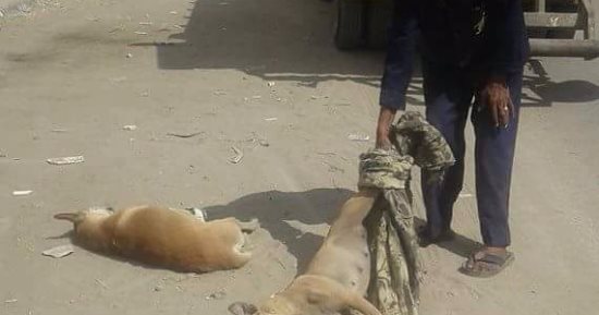 حملة للقضاء على الكلاب الضالة بشوارع الملاحة بالسويس