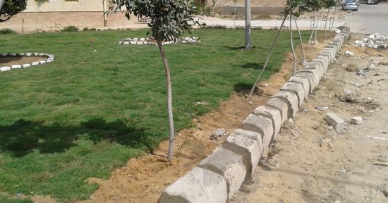 محافظة الإسكندرية: زرع 120 من نبات الريحان وتقليم 75 شجرة ببرج العرب