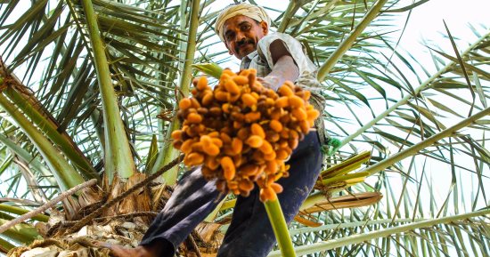 صورة اليوم.. "عرق البلح" يا جريد النخل العالى ميل وارمى السلام