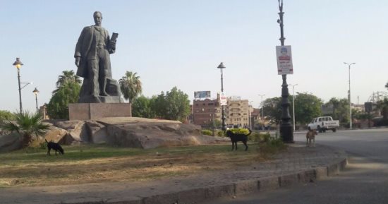 شكوى من الكلاب الضالة بحديقة العقاد فى محافظة أسوان