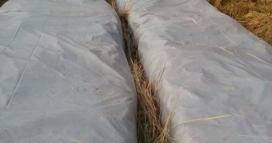 "زراعة الشرقية": حررنا 1003 محاضر حريق قش الأرز منذ بداية الحصاد