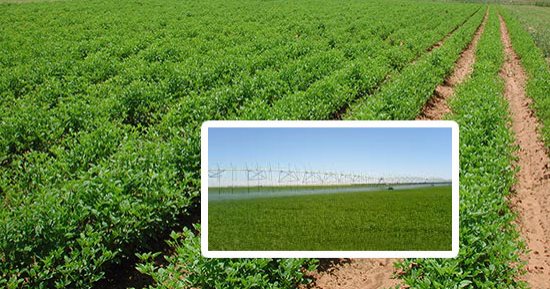 بالصور.. كل ما تريد معرفته عن مشروع تنمية غرب مصر وميناء جرجوب البحرى