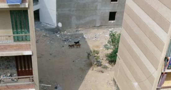 قارئ يشكو انتشار الكلاب الضالة بكثافة فى عين حلوان