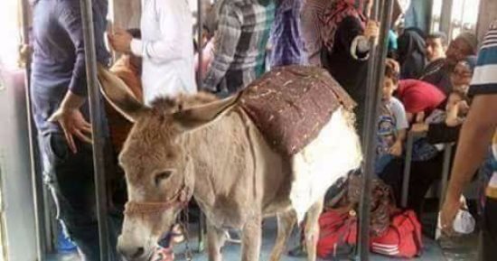بالصورة.. قارئ يرصد "حمار" داخل عربة قطار منوف