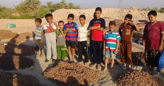 بالصور.. "افهم اتعلم" مبادرة لتدريب الأطفال بالأقصر على تجفيف البلح