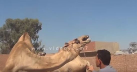 الحجر الطبى بأسوان يفرج عن 2000 رأس من الإبل الواردة من السودان 