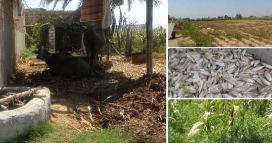 بالصور.. الرقعة الزراعية غرب الإسكندرية فى خطر.. دمور محاصيل الذرة والخضراوات بسبب نقص المياه.. الرى بمياه الصرف سبب أمراضا للتربة.. ومزارعون: "سبنا عيالنا واشتغلنا بالزارعة ومش لاقيين ناكل"