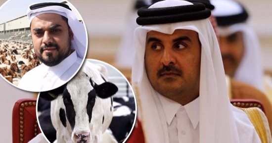 من الريادة البترولية إلى رعاية الأغنام.. قطر ترجع إلى الخلف فى 4 أشهر.. الدوحة تنفق الملايين على "الجسر الجوى للأبقار" لتأمين احتياجاتها من الغذاء.. ووزير ماليتها يعترف: المقاطعة سببت "ألم كبير"
