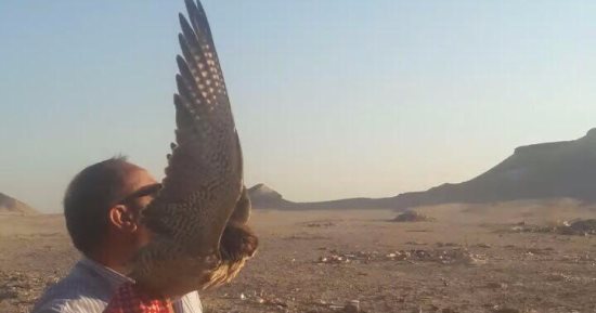بالصور.. محميات البحر الأحمر تطلق سراح صقر نادر ضبط خلال تهريبه براس غارب