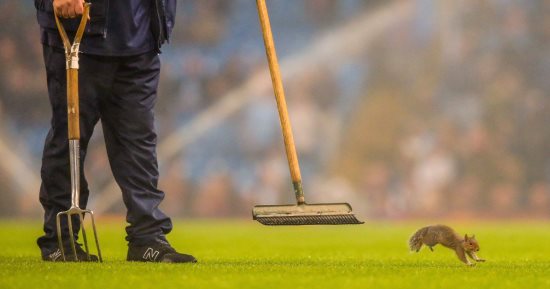 بالصور.. سنجاب يقتحم ملعب مانشستر سيتى قبل مواجهة وولفر هامبتون