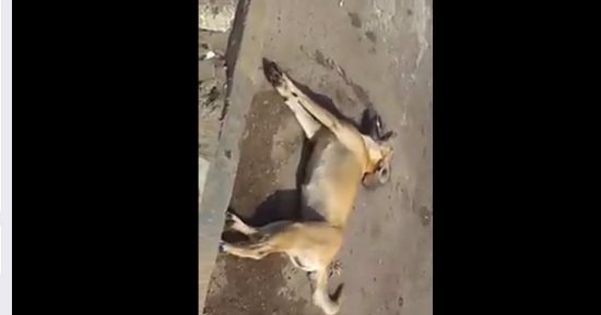 بالفيديو.. قارئ يرصد قتل الكلاب الضالة بالسم بالقرب من محطة مصر بالإسكندرية