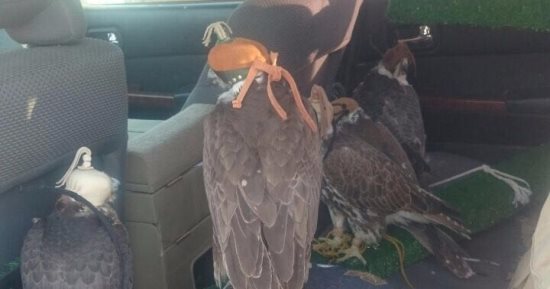 ضبط خليجى بحوزته 5 صقور نادرة محظور صيدها فى رأس غارب بالبحر الأحمر