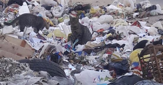 بالصور.. انتشار القمامة فى شارع المقريزى بمصر الجديدة