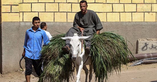  د . صبرى إسماعيل يكتب: إحنا مزارعين