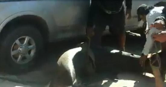 شاهد بالفيديو .. صيادوا بورسعيد يصطادون سمكة قرش