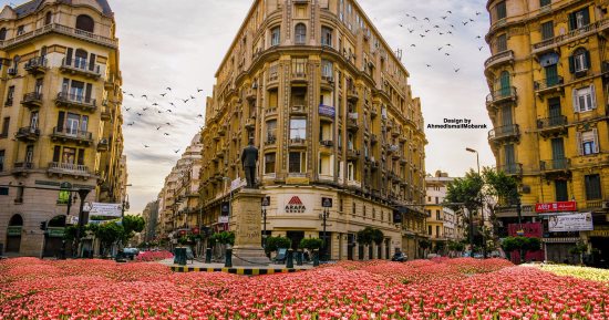 فى عيد الحب المصرى.. أحمد يفرش شوارع مصر بالورد لحبيبته