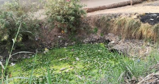 بالصور.. استغاثات من الحشرات بترعة منشأة يوسف منصور فى الشرقية 