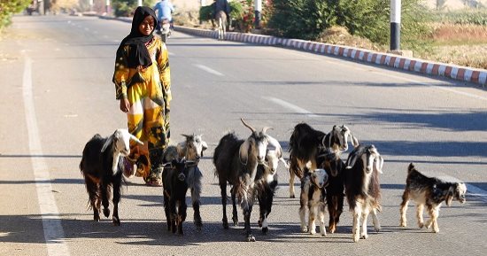 صورة اليوم.. سمرا يا أم عيون وساع يا حلم المراعى