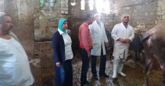 محافظ الإسكندرية: تحصين 157 حالة أبقار و25حالة جاموس بعزبة كرملة