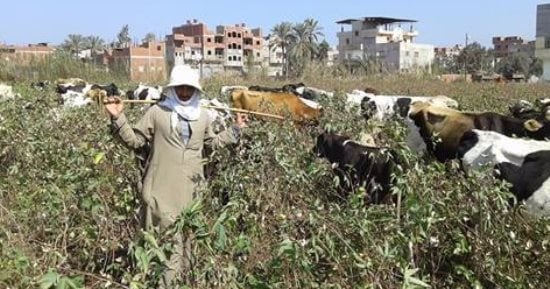 الإحصاء: 38% انخفاض فى صادرات القطن خلال الربع الرابع للموسـم الزراعى