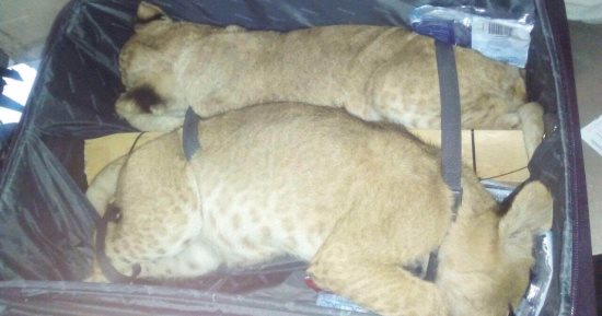 بالصور.. ضبط خليجى بالمطار بحوزته "شبلى نمور" قبل سفره إلى الكويت